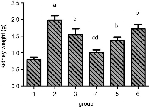 Figure 3. Effect of resveratrol on weight of kidney in UUO rats. Lane 1 represents the data as mean ± SEM, from sham treated group; lane 2 from model group; lane 3 from enalapril group; lane 4 from high-dose resveratrol group; lane 5 from middle-dose resveratrol group and lane 6 from low-dose resveratrol group. The differences are significant as “a” depicts p values of <0.01 versus the sham group, “b” represents p values of <0.05 versus model group, “c” represents p values of <0.01 versus model group while “d” represents p values of <0.05 versus enalapril group.