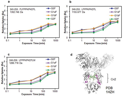 Figure 7. Comparison of structural stabilities of the CH2 domain of glycoengineered anti-CD20 mAbs using HDX/MS. Deuterium uptake plots of peptides Phe245–Leu255 (FLFPPKPKDTL) (a), Leu246–Leu255 (LFPPKPKDTL) (b), and Leu246–Met256 (LFPPKPKDTLM) (c) in the H-chain. (d) Physical representations of the crystal structures (PDB 1HZH) of peptides at Phe245–Met256 (magenta ribbons).