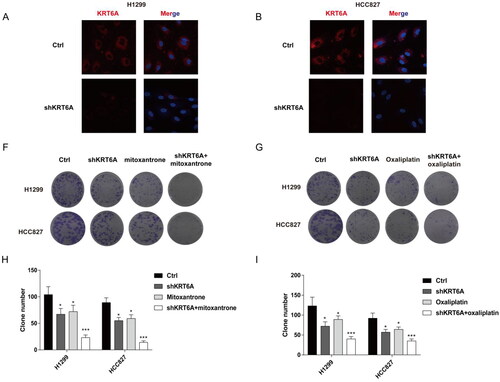 Figure 8. Targeting KRT6A enhance sensitivity of mitoxantrone and oxaliplatin in H1299 and HCC827 cells. (A) Immunofluorescence was used to detect the KRT6A expression after knockdown in H1299 and HCC827 cells. (B,C) Colony forming ability were detected when KRT6A knockdown combined with treatment with mitoxantrone (20 nM) or oxaliplatin (10 μM) in H1299 and HCC827 cells. (D,E) Statistical analysis were performed when KRT6A knockdown combined with treatment with mitoxantrone or oxaliplatin in H1299 and HCC827 cells. (*: vs control group, p < .05).