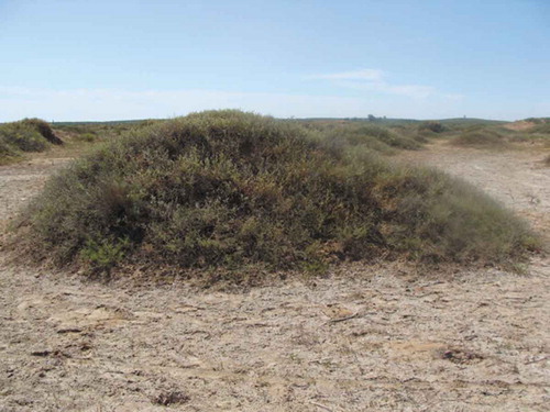 Figure 6. Nitraria tangutorum nebkhas can effectively intercept seeds and lead to higher species richness in nebkhas than in inter-nebkha areas in Mu Us Sandland. Photo by Weicheng Luo