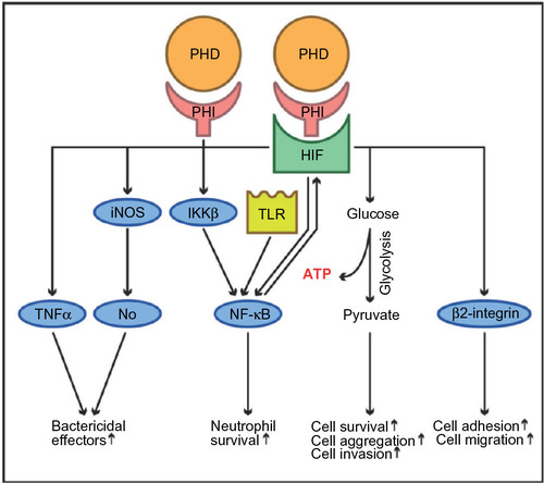 Figure 4 The putative effects of prolyl hydroxylase domain-containing enzyme inhibitors (PHI) in innate immune response.