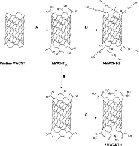 Figure 4 Functionalization of MWCNTs.Notes: (A) H2SO4/HNO3 (3:1 v/v), sonication for 6 hours; (B) SOCl2, reflux for 24 hours; (C) hydrazine monohydrate, THF, TEA for 24 hours; and (D) 2-hydroxyethyl disulfide, DCC, NHS, THF for 24 hours.Abbreviations: AuNPs, gold nanoparticles; DCC, N,N′-dicyclohexylcarbodiimide; MWCNTs, multi-walled carbon nanotubes; TEA, triethylamine; NHS, N-hydroxysuccinimide; THF, tetrahydrofuran.