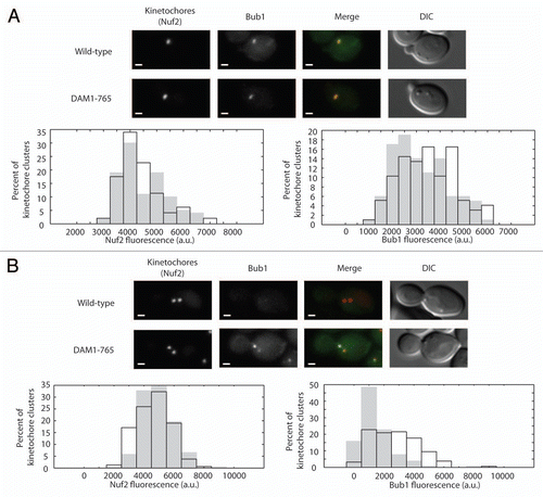 Figure 3 Bub1 localizes to DAM1-765 metaphase kinetochores. Bub1 fluorescence at kinetochores was analyzed as described in Materials and Methods for (A) small-budded cells and (B) metaphase spindles. In merged images, Nuf2-mCherry is in red and Bub1-GFP is in green. Bars are 1 µm. Histograms of total kinetochore (Nuf2) and Bub1 fluorescence for wild-type (solid grey, MSY202-8C) and DAM1-765 (black outline, MSY201-4C) kinetochore clusters are plotted.