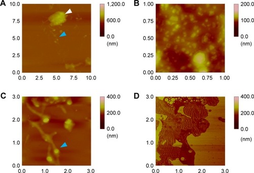 Figure 3 Synthesized ZnO nanoparticle interactions on Si wafers: (A–C) topology and (D) phase of AFM images at 0.05 mg/wafer. Note: White and blue arrows represent the expanded areas to be confirmed.Abbreviations: AFM, atomic force microscopy; ZnO, zinc oxide.
