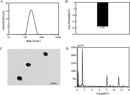 Figure 1 Particle characterization of SeNPs. (A) The corresponding size distribution of SeNPs. (B) The average zeta potential value of SeNPs. (C) A transmission electron microscopy image of SeNPs. (D) Energy Dispersion X-ray spectroscopy (EDX) of SeNPs.