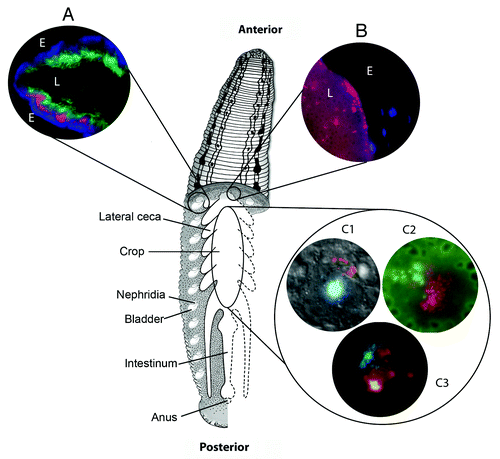 Figure 1. Major alimentary structures and microbial interactions of Hirudo verbana. Drawing demonstrating the anatomy of Hirudo verbana showing the major structures of the alimentary system including the crop, lateral crop ceca, nephridia and bladders, intestinum, and anus. Inset images illustrate microbial interactions within the bladder (A), along the crop epithelium (B) and through the crop at large (C) and are as follows: A) FISH image showing the distribution of bacteria within the bladder lumen (colors correspond to probes targeted as follows: green = β-Proteobacteria, red = Bacteroidetes, blue = Bacteria); (B) FISH image of the Rikenella-like bacterium (red) along the crop epithelium, epithelial cell nuclei counter-stained with DAPI; (C1) composite image of Aeromonas (red) associated with the cell surface of a leech hemocyte, nucleus counter-stained with DAPI; (C2) FISH image of mixed microcolonies showing both Aeromonas (green) and the Rikenella-like bacterium (red), erythrocytes from a blood meal auto-fluoresce green and have darkened interiors; (C3) fluorescent image of lectin staining using succinylated wheat germ agglutinin (WGA-S, red) and DAPI counter-staining of bacterial colonies. For images A and B, the following indicators are used: E indicates the tissue epithelium of the bladder (A) or crop (B) and L indicates the lumen.