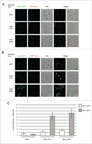 Figure 6. Arl1 and Ypt6 are required for the anterograde trafficking of Atg9. mRFP-Ape1 and Atg9-3×GFP were integrated into the yeast genome at the APE1 and ATG9 loci, respectively. Cells were grown in YPD then transferred to SD-N medium as described. (A) Fluorescence images for atg1Δ (YSA009), atg1Δ arl1Δ (YSA010) and atg1Δ ypt6Δ (YSA011) strains under starvation conditions at 30°C. (B) Fluorescence images for atg1Δ (YSA009), atg1Δ arl1Δ (YSA010) and atg1Δ ypt6Δ (YSA011) strains under starvation conditions at 37°C, Arrows point to the additional Atg9 dots. (C) The percentage of the cells with more than 1 Atg9 dot in Fig. 6A and 6B. At least 50 cells were counted for each strain. Error bars represent standard deviation from 3 biological replicates. Scale bar: 5 µm.