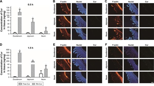 Figure 5 Absorption of RA-Cur in rat intestinal tract.Notes: Absorption profiles of Cur in intestinal segments: (A) quantitative determination, (B) fluorescence micrographs of the free Cur group, and (C) fluorescence micrographs of the RA-Cur group 0.5 hours after oral administration. Absorption profiles of Cur in intestinal segments: (D) quantitative determination, (E) fluorescence micrographs of the free Cur group, and (F) fluorescence micrographs of the RA-Cur group 1.5 hours after oral administration. Mean ± SD, n=6. *P<0.05 vs free Cur group with each same intestinal segment. Scale bar =100 µm.Abbreviations: Cur, curcumin; RA, rebaudioside A; RA-Cur, RA-based self-nanomicellizing solid dispersion containing Cur.