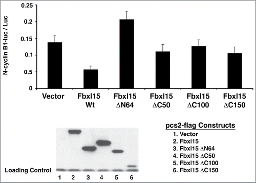 Figure 4. Fbxl15 activity on N-cyclin B1-luciferase requires a functional N-terminus and C-terminus. Wild-type Fbxl15 or the indicated mutants were transfected with N-cyclin B1-luciferase for 24 hr and the amount of luminescence was determined. Lower panel: A representative Western blot of either Flag epitope-tagged wild-type Fbxl15 or the indicated mutants from transfected cells assessed for luciferase activity. Loading control indicates non-specific band. All experiments were performed in triplicate.