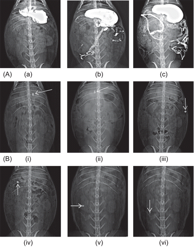 Figure 8.  Roentgenography study of CoDDS in rabbits. (A) Barium meal study of rabbit GIT depicting (a) Stomach, (b) Small intestine, (c) Entire GIT along with colon. (B) Gastrointestinal transit of the colon targeted tablets in rabbits. (i) 1 h, intact tablet in stomach, (ii) 2.5 h, tablet approaching pyloric junction, (iii) 4 h, tablet intact in the small intestine, (iv) 5 h, tablet reaches in the colon, (v) 7 h, slight reduction in size of tablet in the colon, and (vi) 9 h, further reduction in size of tablet in the colon.