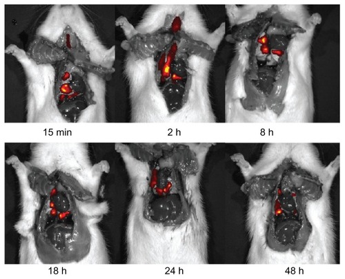 Figure 2A Fluorescence imaging of DiR SBS liposome disposition in rat lungs at different time points after intratracheal administration.Abbreviations: SBS, salbutamol sulfate; DiR, 1,1′-dioctadecyltetramethyl indotricarbocyanine lodide.