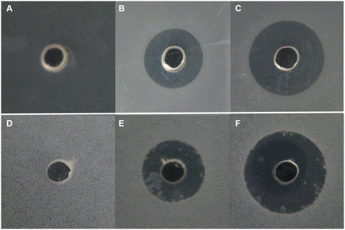 Figure 1 Radial diffusion assay of Melectin against E. coli and B. subtilis. Different concentrations of Melectin were added to each punched well. Sterile water was used as a control. The agar plates were incubated at 37°C for 18 to 24 h. Then the clear zone surrounding each well was photographed. (A) E. coli treated with sterile water; (B) E. coli treated with 20 μg/well Melectin; (C) E. coli treated with 40 μg/well Melectin; (D) B. subtilis treated with sterile water; (E) B. subtilis treated with 20 μg/well Melectin; (F) B. subtilis treated with 40 μg/well Melectin.