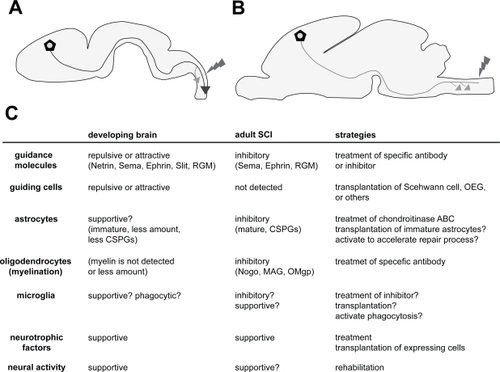 Figure 1 Comparison between the environments of a developing brain and an adult brain after SCI. A: Axons (blue line; in this case, CST) projected up to a long distance through a specific route. Even after the injury (red), axons can regenerate more extensively than in adults. Compensatory sprouting also occurs with high plastic ability (orange arrow). B: In the adult brain, axons (green line; in this case, CST) cannot regenerate after the injury (red), but compensatory sprouting occur in the rostral positions (orange arrows); however, the extent to which this occurs is not greater than that in the developing brain. C: Different components and their properties involved in the developing and adult brains after the SCI. Each function is represented as the role toward axonal outgrowth (regeneration) and sprouting (plasticity). The properties of the components are presented within the parentheses. The strategies for the therapy targeting each component are represented in the right column. The details can be found in the text.