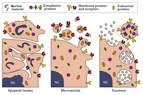Figure 1 Schematic presentation of the biogenesis and composition of the three main classes of extracellular vesicles. Apoptotic bodies (left panel) are formed when cells enter apoptosis, and may contain nuclear material such as histones and DNA. They are heterogenous in size (50–5000 nm), irregularly shaped and harbor a variety of cellular proteins. Microvesicles (middle panel) are formed by budding and subsequent fission of the plasma membrane. Selective incorporation of membrane proteins and cytosolic proteins takes place during formation, resulting in vesicles which may be enriched in specific proteins and lipids compared to the parent cell. Microvesicles are thought to be smaller than apoptotic bodies (50–1000 nm) and more homogenously shaped. Selective enrichment of cellular content also occurs during the formation of exosomes (right panel), however exosomes originate from budding into the limiting membrane of large endosomal structures named multivesicular bodies (denoted with MVB). This process is facilitated by endosomal proteins. Subsequent fusion of MVBs with the plasma membrane results in release of the exosomes. Exosomes are small (<100 nm), relatively homogenous in size, and may contain (endosomal) proteins involved in their assembly, such as CD9, Alix and TSG101.Abbreviation: NC, nucleus.