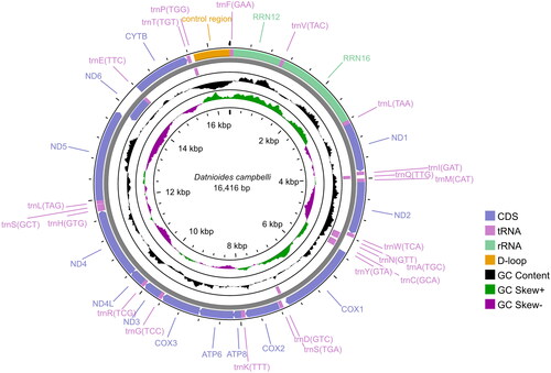 Figure 2. The circular mitochondrial genome map of D. campbelli in this study.