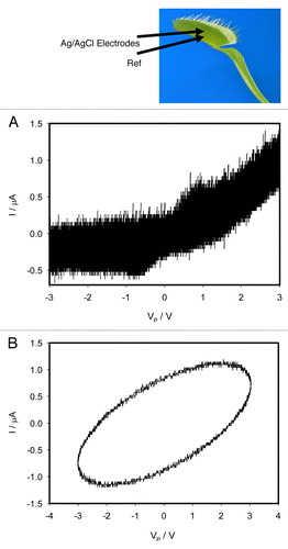 Figure 3. Effects of voltage gated channel inhibitor TEACl deposited on the midrib of the Venus flytrap 5 h before electrical measurements. Frequency of triangle voltage VFG scanning was 0.001 Hz (A) and 10 Hz (B); R = 47 kΩ. Position of Ag/AgCl electrodes in the Venus flytrap is shown. The trap was open. These results were reproduced 16 times.