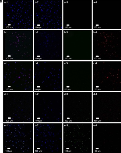 Figure 3 Fluorescent images of staining against p-p38 (A), p-JNK (B), and p-ERK5 (C) in SK-N-MC cells after induction with 10 µM of fibrillar Aβ for 24 h.Notes: (A) (a) Control, (b) Aβ, (c) Aβ + CRM, (d) Aβ + CRM-LIP, and (e) Aβ + CRM-CL/LIP; (B) (a) control, (b) Aβ, (c) Aβ + CRM, (d) Aβ + CRM-LIP, and (e) Aβ + CRM-CL/LIP; and (C) (a) control, (b) Aβ, (c) Aβ + NGF, (d) Aβ + NGF-LIP, and (e) Aβ + NGF-CL/LIP; (1) merged image, (2) blue channel for nuclei, (3) green channel for LIP carriers, and (4) red channel for p-JNK, p-p38, or p-ERK5.Abbreviations: p-p38, phosphorylated p38; JNK, c-Jun N-terminal kinase; p-ERK5, phosphorylated extracellular signal-regulated kinase 5; Aβ, β-amyloid peptide; CRM, curcumin; CRM-LIP, liposomes loaded with CRM; CRM-CL/LIP, cardiolipin-conjugated liposomes loaded with CRM; NGF, nerve growth factor; NGF-LIP, liposomes loaded with NGF; NGF-CL/LIP, cardiolipin-conjugated liposomes loaded with NGF; p-JNK, phosphorylated JNK.