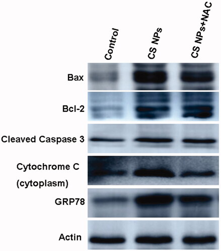 Figure 9. Western blot analyses of the expression levels of Cleaved caspase-3, Bcl-2, Bax, GRP78 and cytochrome c in SMMC-7721 cells treated with CS NPs and its combination with NAC for 12 h.