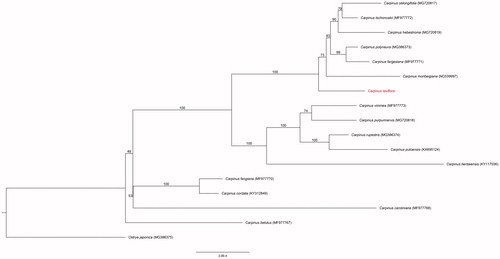Figure 1. The phylogenetic tree of C. laxiflora with 16 species belonging to the Betulaceae based on chloroplast protein-coding sequences. Numbers in the nodes are the bootstrap values from 100 replicates.