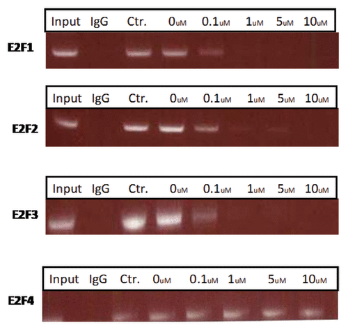 Figure 2. The PEP inhibits E2F-1, 2, and 3 protein binding to its promoter. Serum-starved H-69 cells were treated with different concentrations of the PEP and control peptide for 24 h. A ChIP assay was performed with antibody against E2F-1, 2, 3, and 4 and control IgG. The primers used in PCR flank the binding site in the E2F promoters (see Materials and Methods).