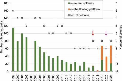 Figure 3. The population dynamics of common terns breeding in the Druzno Lake reserve in 1999–2021. No data available for 2003 [indicated with X in the graph]. The red arrow indicates the construction of a one floating platform Type A, the purple arrow – two platforms Type B, for common terns bars indicate number of pairs, dots number of colonies.