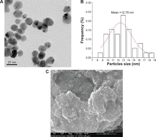 Figure 1 Morphology and particle size features of AgNPs.Notes: TEM (A), particles size distribution (B), SEM (C) documentation of AgNPs morphology.Abbreviations: TEM, transmission electron microscope; SEM, scanning electron microscope; AgNPs, silver nanoparticles.