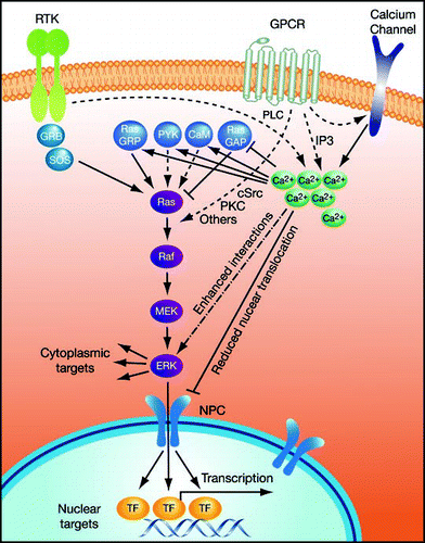 Figure 1 Schematic representation of the mechanisms by which calcium affects the ERK cascade. For more details see text.