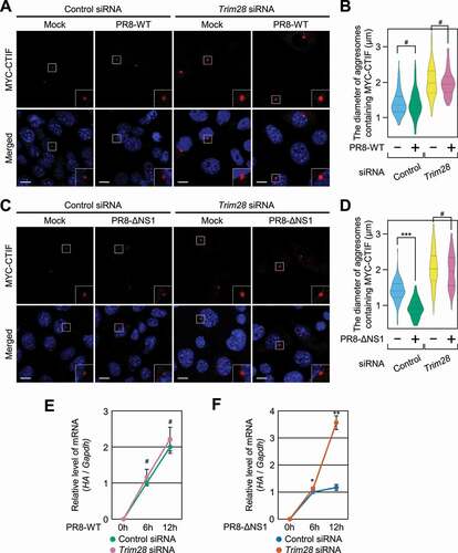 Figure 7. Proliferation of the influenza A virus (IAV) lacking NS1 depends on TRIM28. (A and B) The effect of infection with IAV strain PR8-WT on aggresomes containing MYC-CTIF. MEFs either undepleted or depleted of TRIM28 were either mock-infected or infected with PR8-WT for 12 h at a multiplicity of infection of 2; n = 3. (A) Immunostaining of MYC-CTIF (red). Scale bar: 10 μm. (B) The diameter of an aggresome containing MYC-CTIF. Statistical analysis was performed by one-way ANOVA with post hoc Tukey’s honestly significant difference test; ***, P < 0.00001. (C and D) The effect of PR8-ΔNS1 infection on aggresomes containing MYC-CTIF. As performed in panels A and B, except that the cells were infected with strain PR8-ΔNS1. (C) Immunostaining of MYC-CTIF (red). Scale bar: 10 μm. (D) The diameter of an aggresome containing MYC-CTIF. ***, P < 0.00001. (E) The time course of relative expression levels of IAV HA mRNA in the cells infected with strain PR8-WT. MEFs either undepleted or depleted of TRIM28 were infected with PR8-WT at a multiplicity of infection of 2 and harvested at the indicated time points after infection. The HA mRNA level was normalized to that of Gapdh mRNA at each time point. Two-tailed, equal-sample variance Student’s t test was carried out to calculate the P values; n = 3; #, not significant. (F) The time course of relative expression levels of IAV HA mRNA in the cells infected with PR8-ΔNS1; n = 3; *, P < 0.05; **, P < 0.01