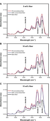 Figure 6 Fourier-transform infrared spectroscopy of fibrinogen (Fbg) microfibers as a function of fibronectin (FN) cross-linking. Images confirm FN immobilization on the Fbg fiber surfaces. The fibers treated with 1-ethyl-3-(3-dimethylaminopropyl) carbodiimide (EDC) only show the peak shifting towards a lower wavelength and higher peak intensity (blue line) compared to bare Fbg fibers (black line), due to the potential cross-linking within Fbg molecules. The FN cross-linked fibers in addition to EDC show a much higher peak intensity (red line) along with peak shifting, which confirms the cross-linking between FN and Fbg. The increase in peak intensity and peak shifting was due to an increasing number of peptide bonds. (A) 5 wt% Fbg fiber; (B) 10 wt% Fbg fibers; (C) 15 wt% Fbg fiber.