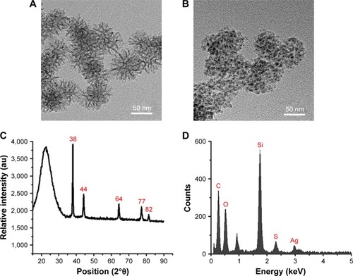 Figure 1 Characterization of nano-adhesives.Notes: TEM images of (A) MSNs and (B) Ag-MSNs. (C) XRD patterns and (D) EDS spectra of Ag-MSNs.Abbreviations: Ag-MSNs, nanosilver-decorated mesoporous silica nanoparticles; EDS, energy-dispersive X-ray spectrometer; MSNs, mesoporous silica nanoparticles; TEM, transmission electron microscope; XRD, X-ray powder diffraction.