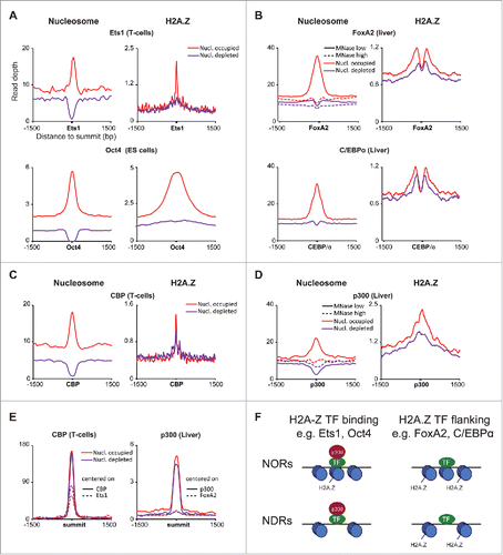 Figure 1. Two modes of association of TFs with pioneering activities with H2A.Z and p300/CBP in distal nucleosome-occupied and -depleted regions. (A) Distal, Ets1- and Oct4-bound nucleosome occupied regions are marked with H2A.Z. Average profiles of MNase-Seq and H2A.Z ChIP-Seq (left, right) in nucleosome-occupied and -depleted distal regions bound by Ets1 in DP T-cells and Oct4 in mESCs (top, bottom). (B) Nucleosomes flanking distal FoxA2- and C/EBPα-bound nucleosome occupied regions are marked with H2A.Z. Average profiles of MNase-Seq and H2A.Z ChIP-Seq (left, right) in nucleosome-occupied and -depleted distal regions bound by FoxA2 and C/EBPα in mouse hepatocytes (top, bottom). (C) Distal, p300-bound nucleosome occupied regions are marked with H2A.Z and labile. Average profiles of MNase-Seq (low and high digestion) and H2A.Z ChIP-Seq (left, right) in nucleosome-occupied and -depleted distal regions bound by p300 in mouse hepatocytes. (D) Distal, CBP-bound nucleosome occupied regions are marked with H2A.Z and labile. Average profiles of MNase-Seq and H2A.Z ChIP-Seq (left, right) in nucleosome-occupied and -depleted distal regions bound by CBP in mouse DP T-cells. (E) CBP signal is associated with Ets1 binding while p300 binding is not associated with FoxA2 binding. Average profiles of CBP and p300 signals (left, right) centered on their peak summits or Ets1 and FoxA2. (F) Model describing the association of H2A.Z, p300/CBP and nucleosome occupancy for TFs with pioneering activity.