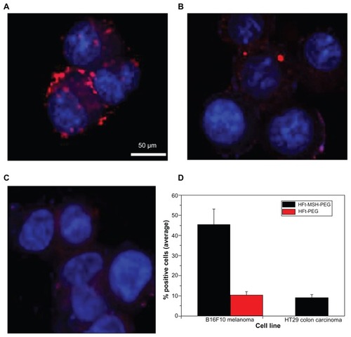 Figure 2 Laser-scanning confocal microscopy of mouse B16F10 melanoma (A and B) and human HT29 colon carcinoma (C) cells after one hour of incubation with HFt-MSH-PEG (A and C) or HFt-PEG (B) nanoparticles. Both types of nanoparticles were rhodamine-labeled. Clusters of HFt-based nanoparticles with rhodamine fluorescence appear in red. Original magnification 40×. Scale bar corresponds to all images. (D) Cell binding/internalization percentages assessed from the in vitro results. Average of positive cells in three randomly evaluated fields per sample at 20× magnification (four samples for each type of treatment and cells).Abbreviations: HFt, human protein ferritin; PEG, polyethylene glycol; MSH, melanocyte-stimulating hormone peptide.