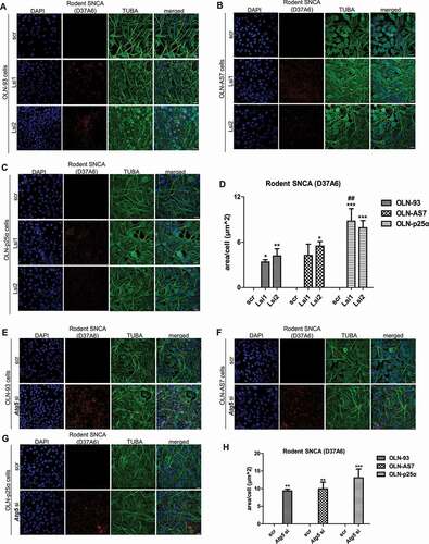 Figure 2. Downregulation of the CMA- and macroautophagy-related genes, Lamp2a and Atg5 leads to the accumulation of the endogenous rat oligodendroglial SNCA. (A-C) Representative immunofluorescence images of OLN-93 (A), OLN-AS7 (B) and OLN-p25α cells (C) treated with two different siRNAs targeting the rat Lamp2a receptor (Lsi1 and Lsi2, 60 nM) for 72 h. Scrambled RNA sequences (scr) were used as negative control. The antibodies utilized were against TUBA (green) and rat SNCA (red, D37A6 antibody). DAPI was used as a nuclear marker. Scale bar: 25 μm. (D) Quantification of the endogenous rat SNCA protein levels in OLN cells measured as μm2 area surface/cell following treatment with Lamp2a-siRNAs (Lsi1 and Lsi2) for 72 h. Data are expressed as the mean ± SE of three independent experiments with duplicate samples/condition within each experiment; *p < 0.05; **<0.01; ***p < 0.001, by one-way ANOVA with Tukey’s post hoc test (to compare between siRNA-treated and untreated cells) or ##p < 0.01 by two-way ANOVA with Bonferroni’s correction (to compare between the different treated cell cultures). (E-G) Confocal microscopy images depicting the cytoplasmic accumulation of the rodent oligodendroglial SNCA (D37A6 ab, red) in OLN-93 (E), OLN-AS7 (F) and OLN-p25α cells (G) upon treatment with Atg5-siRNA (Atg5 si, 10 nM) for 72 h. Scrambled RNA sequences (scr) were used as negative control. TUBA was used as a cytoskeletal marker and DAPI as a nuclear marker. Scale bar: 25 μm. (H) Quantification of the endogenous rat SNCA protein levels in OLN cells measured as μm2 area surface/cell following treatment with Atg5-siRNA (Atg5 si, 10 nM) for 72 h. Data are expressed as the mean ± SE of three independent experiments with duplicate samples/condition within each experiment; **<0.01; ***p < 0.001, by one-way ANOVA with Tukey’s post hoc test.