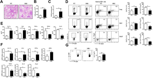 Figure 5 MBL deficiency aggravated silica-induced pulmonary inflammation in mice. (A–G) WT and MBL−/− mice were intratracheally injected with 50μL silica suspension containing 5mg silica for 3 d. The lung tissues and sera were collected at the end of the experiment. (A) Histological analysis of mouse lungs was determined by H&E staining. (B) Cell counts in BALF were calculated under the microscope. (C) Total protein level was detected in BALF by BCA analysis. (D) FCM experiments were performed to measure Th17 or Treg frequency in lung tissues, HLN, and BALF from silica-challenged mice. (E) The levels of IL-17a, IL-6, TNFα, TGF-β, and IL-10 levels in BALF were evaluated by ELISA analysis. (F) The mRNA expression levels of IL-17a, IL-6, TNFα, RORγt, TGF-β, IL-10, and Foxp3 in lung tissues were determined by RT-qPCR analysis. (G) AhR expression in CD4+ T cells was evaluated by FCM assay. *p < 0.05, **p < 0.01. The data represent three independent experiments with similar results.