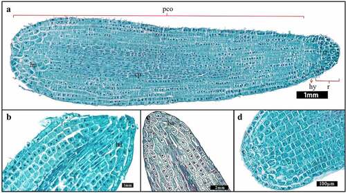 Figure 7. Longitudinal sections of embryos at different developmental stages. (b–d) The partial enlarged views of cotyledons at different stages. (a) Cotyledons developed completely at the linear embryo stage. (b) Cotyledon tips of short rod-shaped embryos. (c) Cotyledon tip of long rod-shape embryo. (d) The cotyledon tip of a fully developed embryo. [pco: the cotyledon. ha: haustoria. cp: cotyledonary provascular cells. hy: hypophysis. r: radicle. rt: the meristematic root].