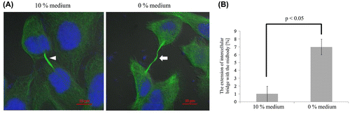 Figure 3. The extension of intercellular bridge with the midbody in two different media. (A) In 10% medium, the length of the extension of intercellular bridge with the midbody (arrowhead) was about 12 μm. In contrast, the maximum length of the extension of intercellular bridge with the midbody (arrow) in 0% medium was about 20 μm. (B) In 10% medium, the frequency of the extension of intercellular bridge with the midbody was about 1%. In contrast, the frequency of the extension of intercellular bridge with the midbody in 0% medium was about 7%, which was significantly higher than that in 10% medium. Each value is the mean ± SD of three independent experiments.