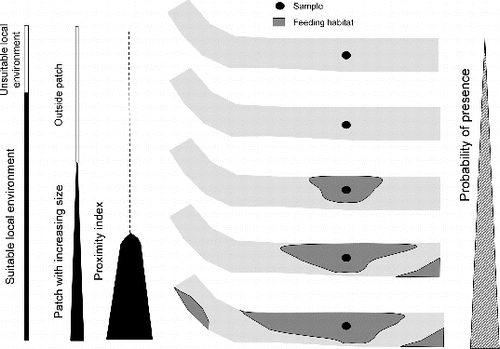 Figure 5. Conceptual model describing the role of local environment and the spatial habitat relationships in explaining the probability of presence of studied species.