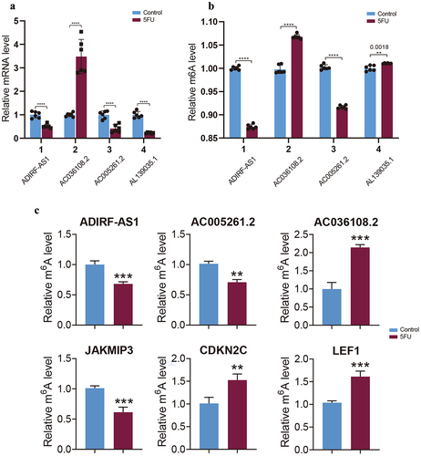 Figure 9. Validation of MeRIP-seq and RNA-seq. (a) RT-qPCR validation of four lncRnas. (b) SELECT-PCR validation of four lncRnas. (c) MeRIP-qPCR validation of three m6A-modified lncRnas and mRnas.