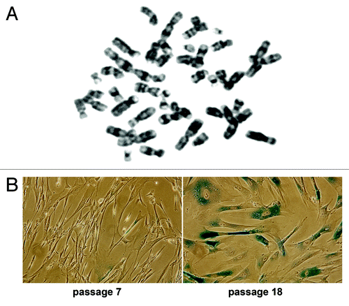 Figure 1. hESC C910 differentiated fibroblast-like progeny. Cells have diploid karyotype (A) and underwent replicative senescence during long-term cultivation. (B) At passage 18 most cells are enlarged, flattened and SA-β-Gal-positive.