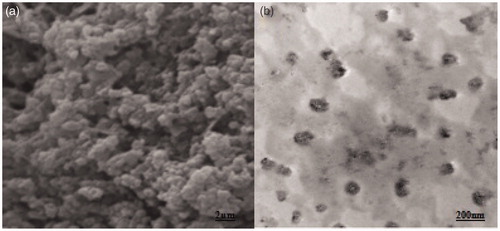 Figure 4. SEM photograph showing globular vesicle of lyophilized elastic liposome EL3-S80 (a) and transmission electron micrograph (TEM) of optimized elastic liposome formulation. Magnification: ×15 000.