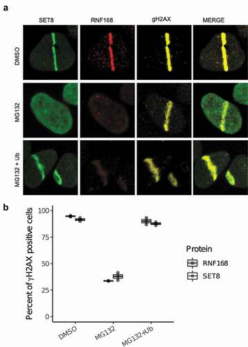 Figure 1. Depletion of cellular ubiquitin pool abrogates SET8’s recruitment to DNA damage. (a) Inhibition of proteasome with MG132 abrogates SET8’s recruitment to DNA damage. Ectopic expression of HA-ubiquitin in MG132-treated U2OS cells rescues SET8’s recruitment to DNA damage. (b) Quantification of results shown in A. For each of the 3 replicates per condition, over 200 γH2AX positive cells were counted per condition to compute the proportion of γH2AX positive cells that are positive for SET8 or RNF168 (i.e. each dot). Cells were immunostained 30 min after laser irradiation. Boxplot shows the median of three biological replicates and the box spans the interquartile range.