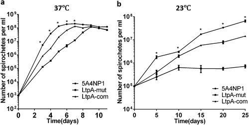Fig. 3 Growth defects in the ltpA mutant.WT, LtpA-mut, and LtpA-com strains were cultured in standard BSK-II medium at 37 °C (a) or 23 °C (b). The initial cell densities for the cultures at 37 °C and 23 °C were 103 spirochetes/ml and 105 spirochetes/ml, respectively. Numbers of spirochetes were enumerated daily using dark-field microscopy. Each data point is derived from the average of the data from three independent cultures. Statistical significance was calculated between LtpA-mut and the WT group. *P < 0.05