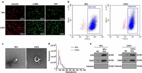 Figure 1. Identification of CAFs and EVs. The CAFs and NFs were successfully isolated from COAD tissues and adjacent normal tissues of patients undergoing colon cancer surgery. (a) Immunofluorescence was used to observe the morphology of CAFs and the expressions of surface markers vimentin, α-SMA, and FAP; (b) The purity of NFs and CAFs was detected using flow cytometry. The EVs were extracted. (c) The morphology of EVs was observed by TEM; (d) The size distribution of EVs was analyzed using NTA; (e) The expressions of CD9, CD63, and Calnexin were analyzed using WB.