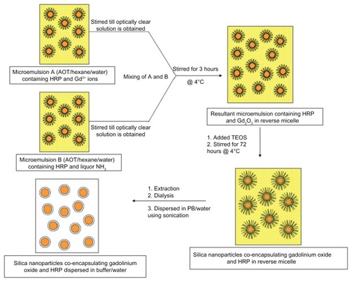 Scheme 2 Diagrammatic representation for the synthesis of silica nanoparticles coencapsulating gadolinium oxide and horseradish peroxidase using water-in-oil microemulsion.Abbreviations: AOT, sodium bis-(2-ethylhexyl)sulfosuccinate; HRP, horseradish peroxidase; PB, phosphate-buffer; TEOS, tetraethoxysilane.