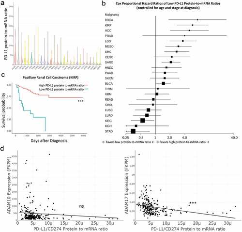 Figure 1. Low PD-L1 protein-to-mRNA ratios predict poor overall survival and higher metalloprotease mRNA expression in papillary renal cell carcinoma and other malignancies. (a) Cases from The Cancer Genome Atlas (TCGA) public dataset were queried for PD-L1 protein levels by reverse phase protein array (RPPA) and for CD274 (PD-L1) RNA-seq transcript sequence per million mapped fragments (FPKM). A PD-L1 protein-to-mRNA ratio was calculated for each tumor sample. Variability of PD-L1 protein-to-mRNA ratios is shown by cancer subtype in a violin plot. (b) Cases in each cancer subtype were divided into high versus low PD-L1 protein-to-mRNA ratio groups. Survival for each group, controlling for age and tumor stage at diagnosis, was compared by Cox proportional hazards modeling and reported by forest plot (see Table 1). (c) Cases of papillary renal cell carcinoma were divided by high versus low protein-to-mRNA ratio (cutoff 2.56E-6) and survival was compared, controlling for age and stage at diagnosis. (d) ADAM10 and ADAM17 expression (RNASeq normalized FPKM) in each papillary renal cell carcinoma case from TCGA were plotted against PD-L1 protein-to-mRNA ratios and correlation was analyzed by linear regression. ADAM17 expression correlated inversely with PD-L1 protein-to-mRNA ratios (p < .0001). Additional analyses across the TCGA dataset are reported in Supplemental Figure 1 and Supplemental Tables 1–2. Corresponding cancer subtype names and data are listed in Table 1. *** P < .001