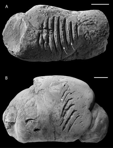 Figure 2. (a) CMM-V-4480, a gar-bitten coprolite featuring the paratype of Machichnus dimorphodon isp. nov. White arrows point to two of the secondary gouges that lie parallel and adjacent to the primary gouges. Modified from Godfrey and Palmer (Citation2015) (b) CMM-V-6615, a vertebrate-bitten coprolite featuring the referred specimen of M. dimorphodon isp. nov. Black arrows point to two of the secondary gouges that lie parallel and adjacent to the primary ones. Both specimens lightly dusted with sublimed ammonium chloride. Scale bars equal 10 mm.