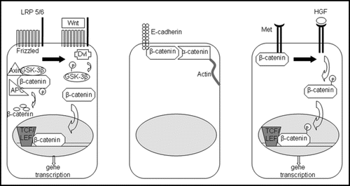 Figure 1 The three major roles of β-catenin in liver physiology. Left: in the presence of Wnt, β-catenin is released from its inactivating complex and translocates to the nucleus, where it activates genes essential for proliferation, growth and regeneration of the liver. Middle: β-catenin mediates cell-cell adhesion through its interaction with e-cadherin on the hepatocyte membrane. Right: in the presence of HGF, β-catenin, which associates with Met at the surface of hepatocytes, is phosphorylated and translocates to the nucleus to turn on genes important in proliferation and morphogenesis.