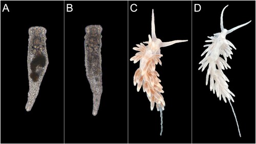 Figure 3. Comparison between starved/bleached and fed/unbleached Berghia stephanieae juveniles and adults. (A) A fed juvenile and thus full of symbionts as indicated by dark brown colouration in its digestive tract. Approximate total length: 1.22 mm. (B) A nearly bleached juvenile. Approximate total length: 1.24 mm. (C) A fed adult full of symbionts in its cerata. Approximate total length: 17.00 mm. (D) A nearly bleached adult. Approximate total length: 19.00 mm. White arrows point to cerata to accentuate the visual difference between fed and bleached individuals.