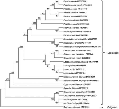 Figure 1. Phylogenetic tree of 29 species belonging to Lauraceae based on total cp genome DNA sequence.