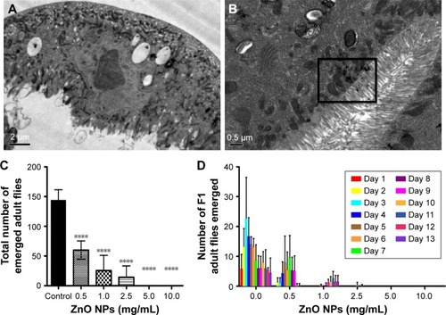 Figure 6 ZnO NPs adversely affect the viability of the fruit fly Drosophila melanogaster.Notes: (A) EM imaging of the intestinal lumen control larva. (B) EM imaging on larval uptake of ZnO NPs at the intestinal lumen. Presence of ZnO NPs is indicated by the boxed area. (C) Treatment of wild-type flies with ZnO NPs results in a significant decrease in viability. Wild-type flies fed with different doses of ZnO NPs were removed after 5 days upon ingestion of ZnO NPs. Successfully, enclosed F1 adult flies were counted and their survival rate was presented after following up for 9 days. ****P<0.0001. (D) Treatment of wild-type flies with ZnO NPs results in a delay in development. Error bars = standard error of mean.Abbreviations: EM, electron microscope; NPs, nanoparticles.